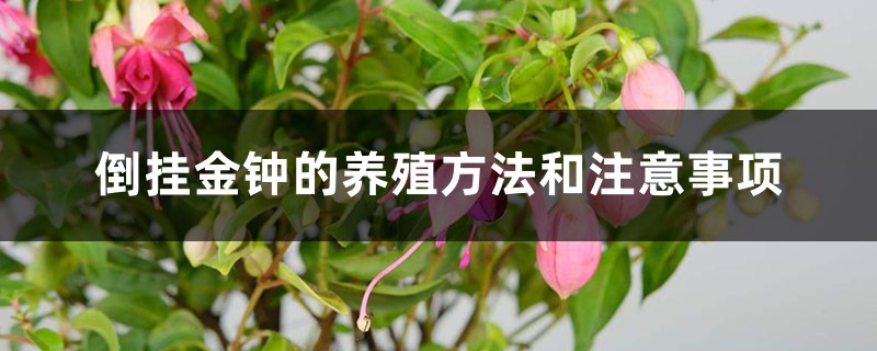 倒挂金钟的养殖方法和注意事项 倒挂金钟的养殖方法和注意事项