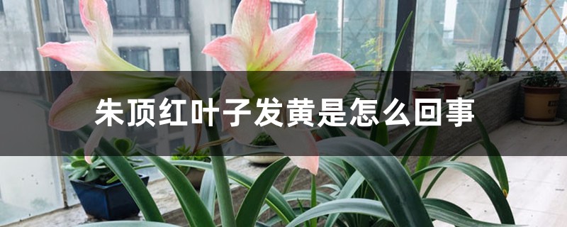 朱顶红叶子发黄是怎么回事 朱顶红叶子发黄是怎么回事