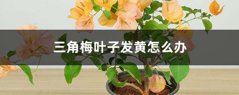 三角梅叶子发黄怎么办 三角梅叶子发黄怎么办