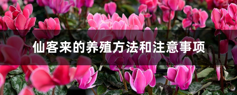仙客来的养殖方法和注意事项 仙客来的养殖方法和注意事项