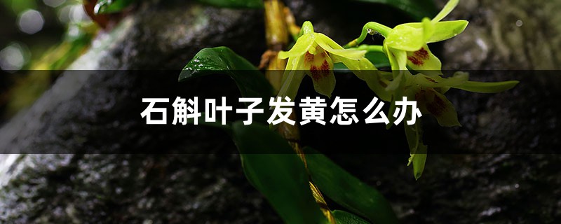 石斛叶子发黄怎么办 石斛叶子发黄怎么办