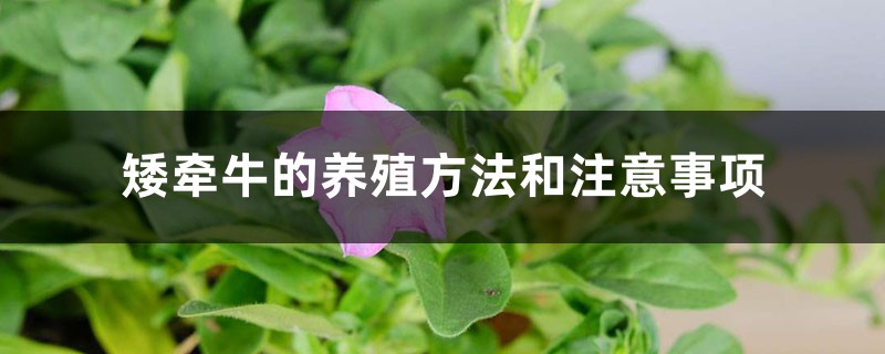 矮牵牛的养殖方法和注意事项 矮牵牛的养殖方法和注意事项
