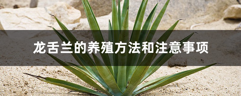 龙舌兰的养殖方法和注意事项 龙舌兰的养殖方法和注意事项