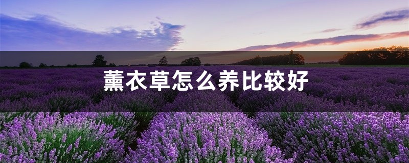 薰衣草怎么养比较好 薰衣草怎么养比较好