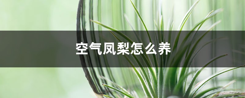 空气凤梨怎么养 空气凤梨怎么养