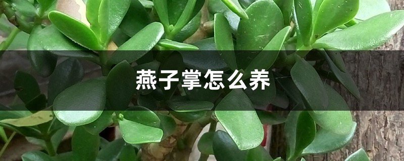 燕子掌怎么养 燕子掌怎么养