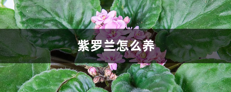 紫罗兰怎么养 紫罗兰怎么养