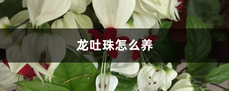 龙吐珠怎么养 龙吐珠怎么养