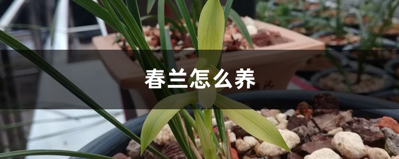 春兰怎么养 春兰怎么养