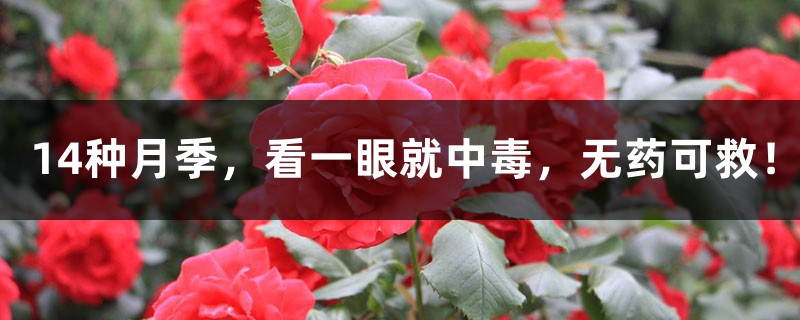 14种月季,看一眼就中毒,无药可救! 14种月季,看一眼就中毒,无药可救!