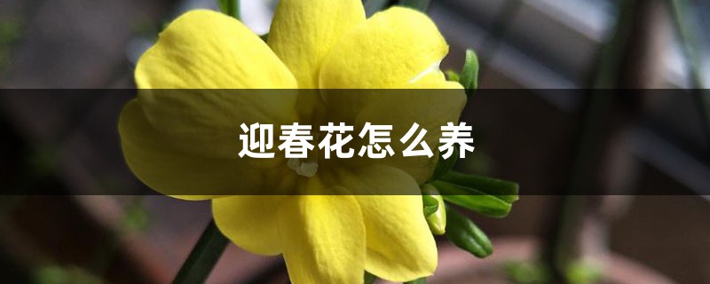 迎春花怎么养 迎春花怎么养