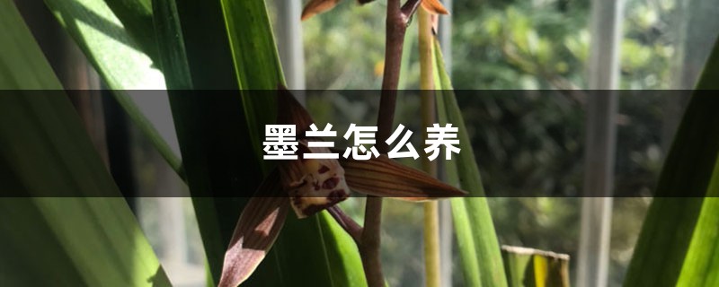 墨兰怎么养 墨兰怎么养