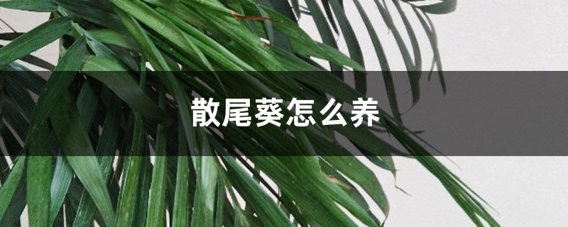 散尾葵怎么养 散尾葵怎么养