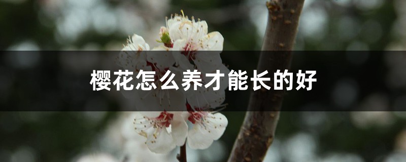 樱花怎么养才能长的好 樱花怎么养才能长的好