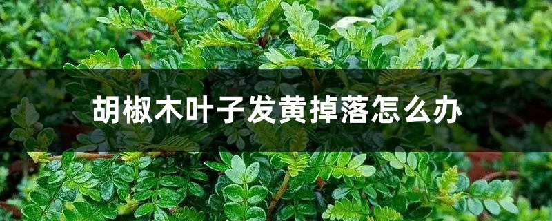 胡椒木叶子发黄掉落怎么办 胡椒木叶子发黄掉落怎么办