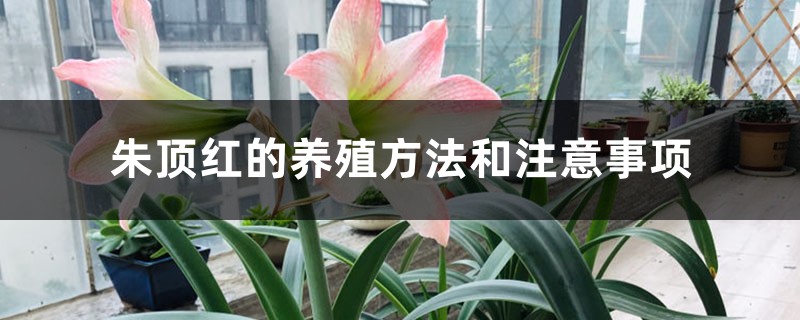 朱顶红的养殖方法和注意事项 朱顶红的养殖方法和注意事项