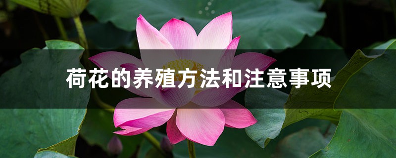 荷花的养殖方法和注意事项 荷花的养殖方法和注意事项