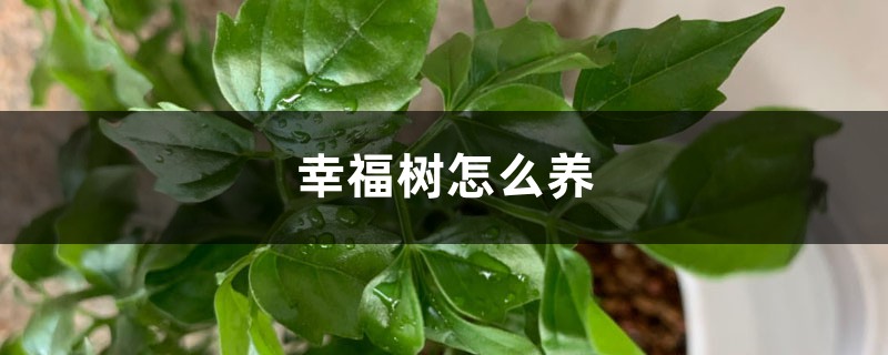 幸福树怎么养 幸福树怎么养