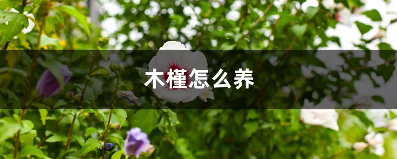 木槿怎么养 木槿怎么养