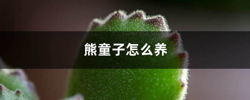 熊童子怎么养 熊童子怎么养