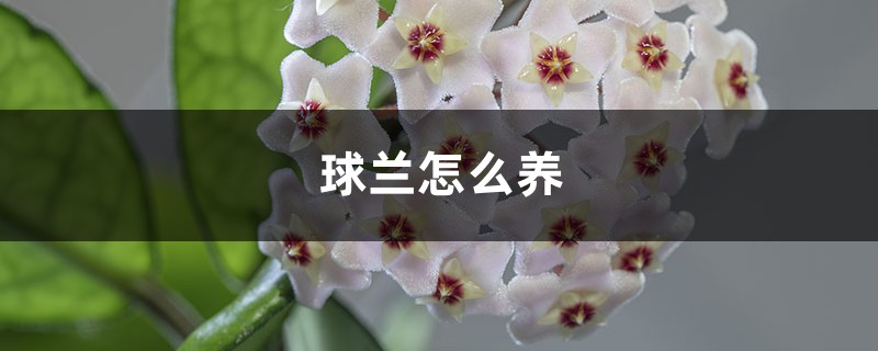 球兰怎么养 球兰怎么养