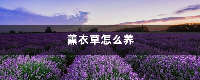 薰衣草怎么养 薰衣草怎么养