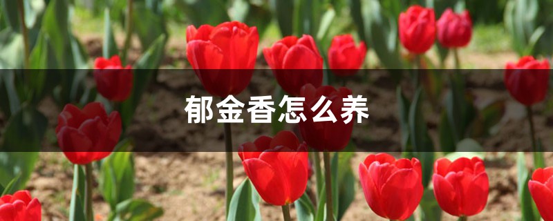 郁金香怎么养 郁金香怎么养