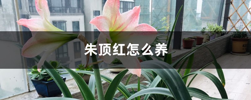 朱顶红怎么养 朱顶红怎么养