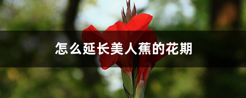 怎么延长美人蕉的花期 怎么延长美人蕉的花期