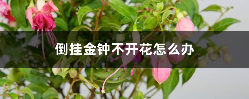 倒挂金钟不开花怎么办 倒挂金钟不开花怎么办