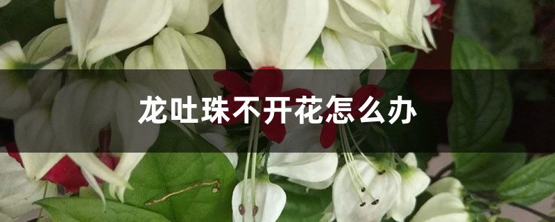 龙吐珠不开花怎么办 龙吐珠不开花怎么办