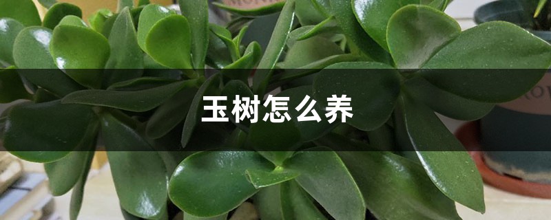 玉树怎么养 玉树怎么养