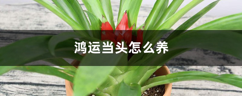 鸿运当头怎么养 鸿运当头怎么养