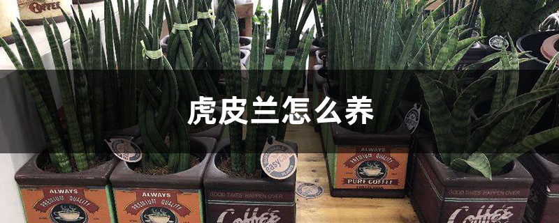 虎皮兰怎么养 虎皮兰怎么养