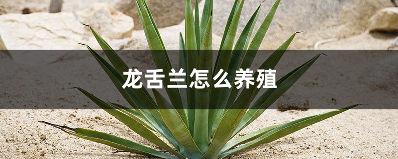 龙舌兰怎么养殖 龙舌兰怎么养殖