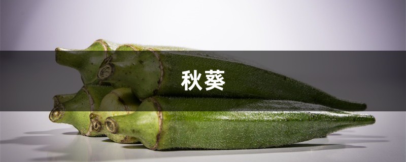 阳台种1棵秋葵,连结3个月果子,吃完一茬又一茬! 阳台种1棵秋葵,连结3个月果子,吃完一茬又一茬!