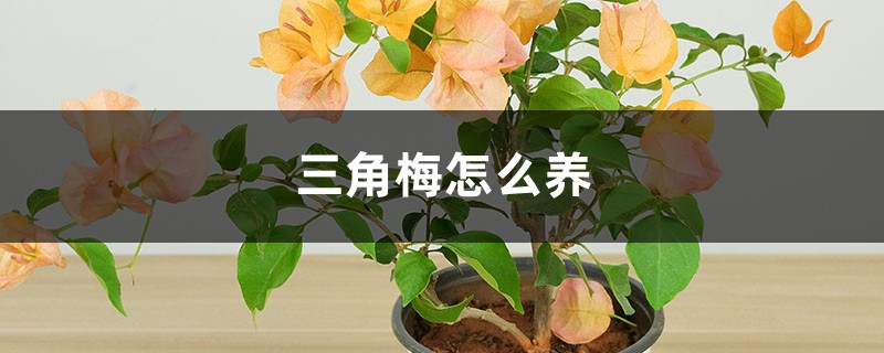 三角梅怎么养 三角梅怎么养