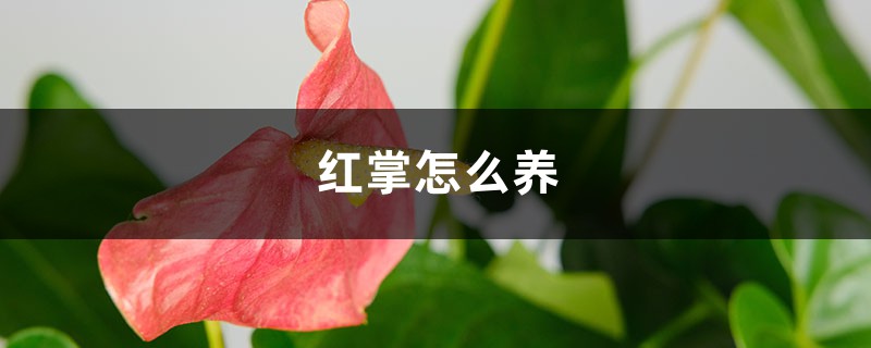 红掌怎么养 红掌怎么养