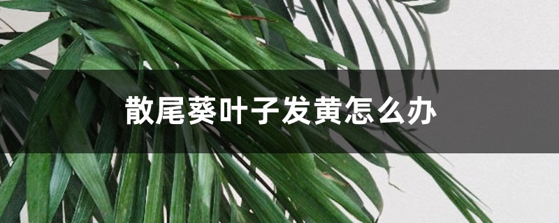 散尾葵叶子发黄怎么办 散尾葵叶子发黄怎么办