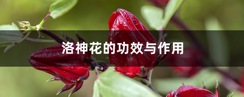 洛神花的功效与作用 洛神花的功效与作用