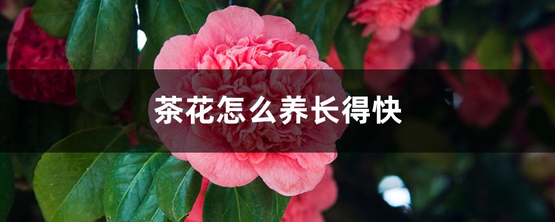 茶花怎么养长得快 茶花怎么养长得快