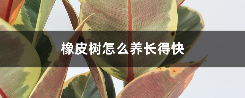 橡皮树怎么养长得快 橡皮树怎么养长得快
