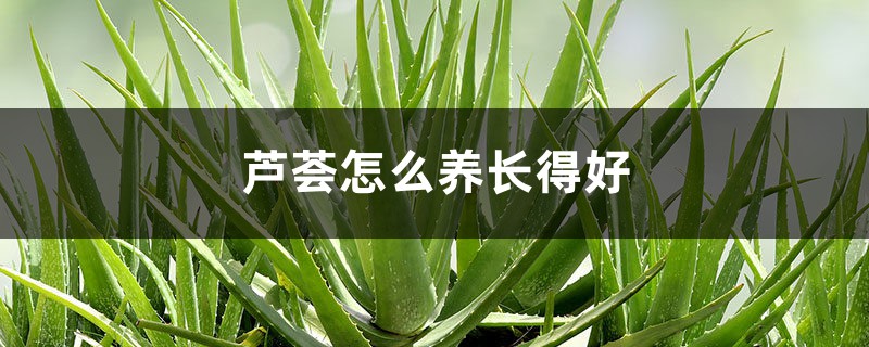 芦荟怎么养长得好 芦荟怎么养长得好