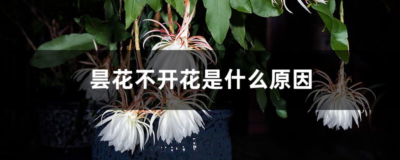 昙花不开花是什么原因 昙花不开花是什么原因