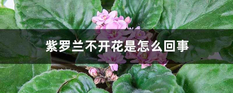紫罗兰不开花是怎么回事 紫罗兰不开花是怎么回事