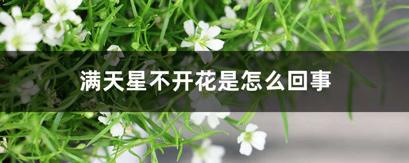 满天星不开花是怎么回事 满天星不开花是怎么回事