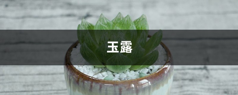 1根线几块板,玉露连爆十个头,拦都拦不住! 1根线几块板,玉露连爆十个头,拦都拦不住!