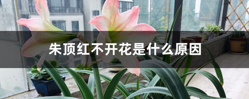 朱顶红不开花是什么原因 朱顶红不开花是什么原因