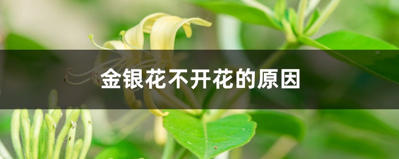 金银花不开花的原因 金银花不开花的原因