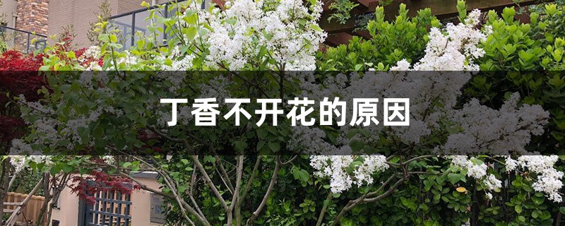 丁香不开花的原因 丁香不开花的原因